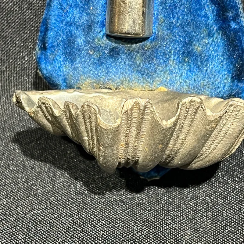 Crucifijo benditero con Cristo y adornos de metal sobre cruz de madera forrada en terciopelo azul mediados s.XX